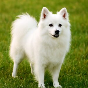 American Eskimo Dog standing in a grassy field, showcasing its beautiful white coat and alert expression.