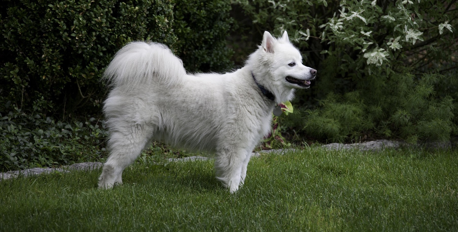 You are currently viewing American Eskimo Dog: All About the Eskie